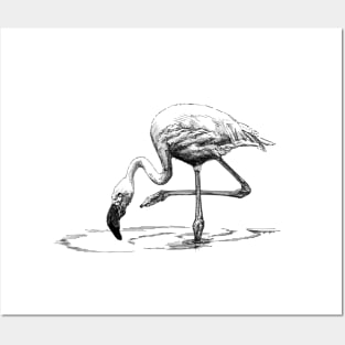 Flamingo Ink Drawing Posters and Art